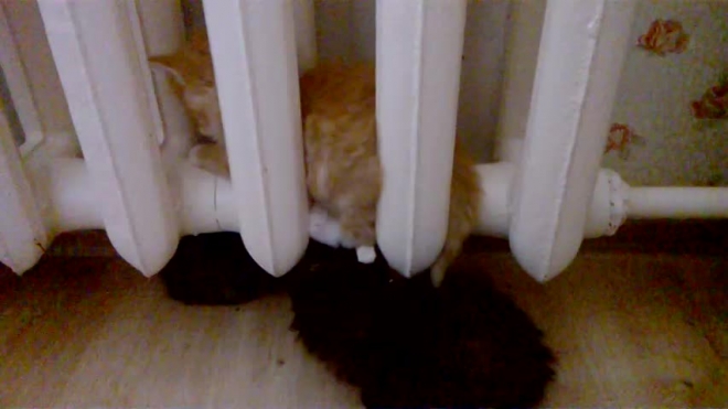 Котятки