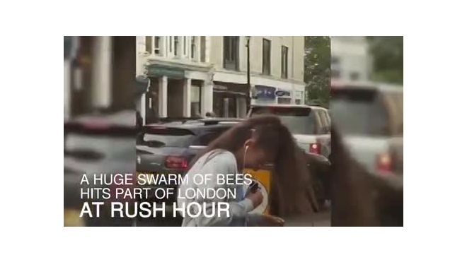 Жалящее видео из Лондона: Пчелы атаковали Лондон