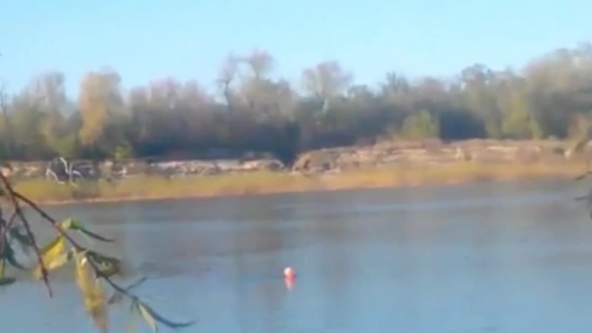 Любопытное видео из Ростова: дельфины заплыли в реку