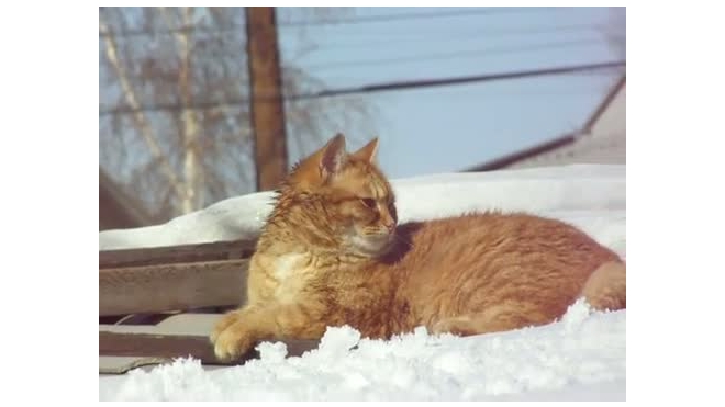 Загар мартовского кота