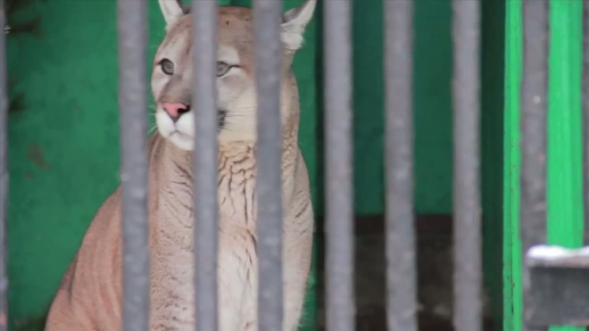 Пума Малафеева точит зубы на сотрудников Ленинградского зоопарка