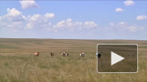 Лошади Пржевальского - исчезнувший вид копытных возвращается в дикую среду