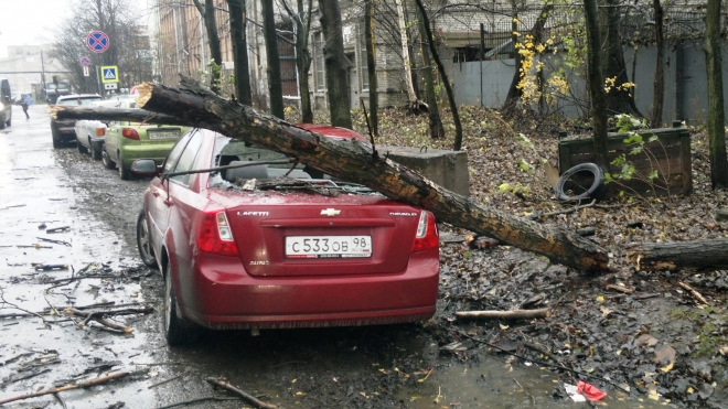 Святой Иуда валит деревья, уродует машины и рвет провода в Петербурге