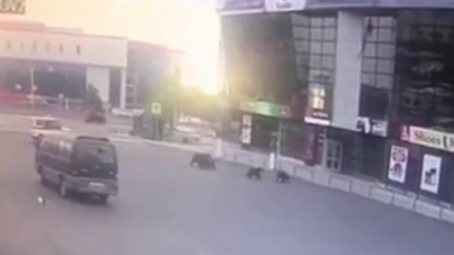 Полиция прогнала из города на Камчатке медвежье семейство