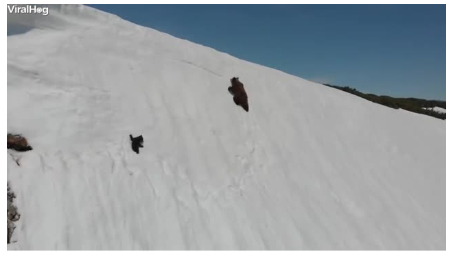 Напряженное видео: Медвежонок карабкается по снежному склону к маме