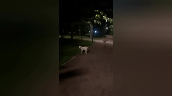 Ягнёнок вышел на прогулку в Заневском парке и удивил прохожих