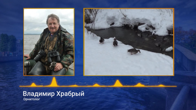 Орнитолог: "Птиц не нужно кормить хлебом, лучше обычными семечками" 