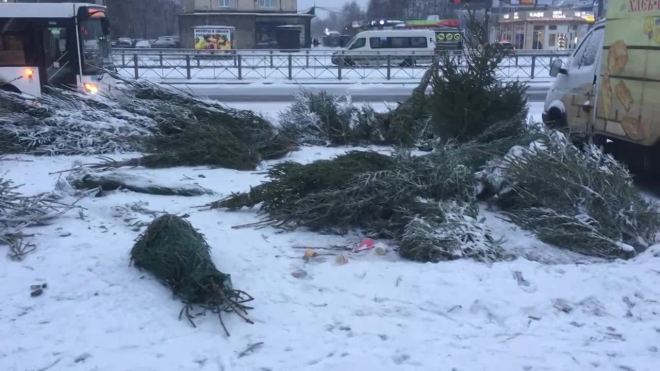 В Петербурге после Нового года остались брошенные елочные базары с ненужными деревьями