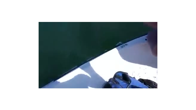 Шесть рыболовецких судов в Приморье вышли на поиски акулы-людоеда 
