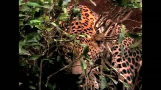 В Индии леопарда спасли из ловушки