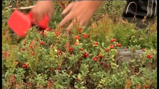 Где можно собирать ягоды - чернику, клюкву и бруснику - в Ленинградской области