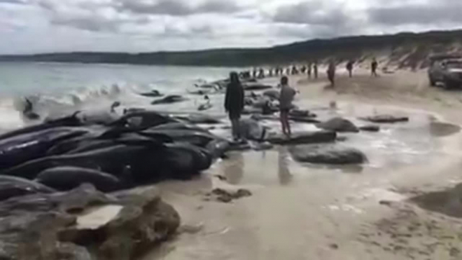 150 черных дельфинов выбросились на берег в Австралии, только 15 из них живы