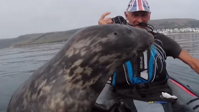 Милое видео из Великобритании: Дружелюбный тюлень захотел прокатиться на байдарке