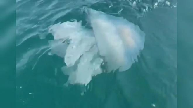 Побережье Сочи атаковали огромные медузы 