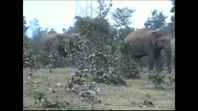 Слоны топчут индийские деревни