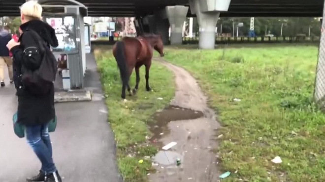 Видео: в троллейбус на Ленинском проспекте не пустили лошадь
