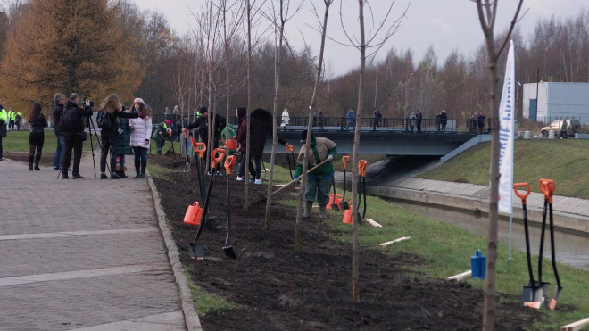 На набережной реки Оккервиль петербуржцы высадили 20 кленов