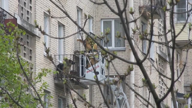 В Петербурге пожарные спасли щенка, которого хозяева заперли на балконе