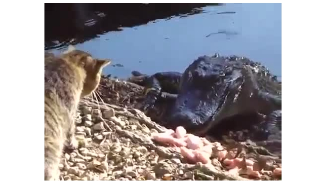 Кот насовал крокодилу