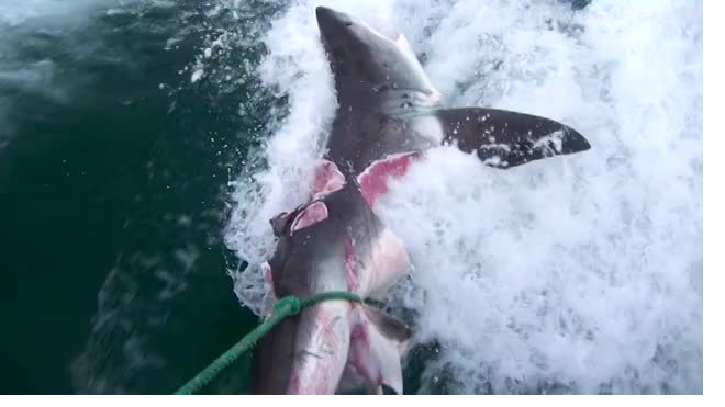 В Сети опубликовали видео смертельной битвы двух огромных акул-людоедов 