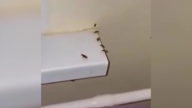 Власти Брянской области объяснили видео с тараканами в отделении больницы №4