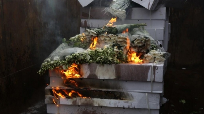 В Петербурге сожгли 68 тысяч опасных цветов из Европы