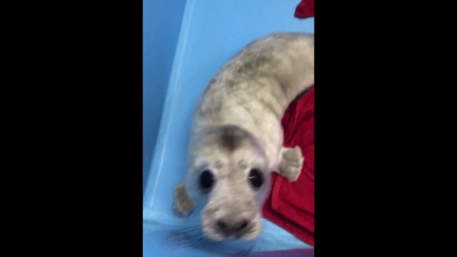 Зоологи спасли тюлененка с острова Гогланд