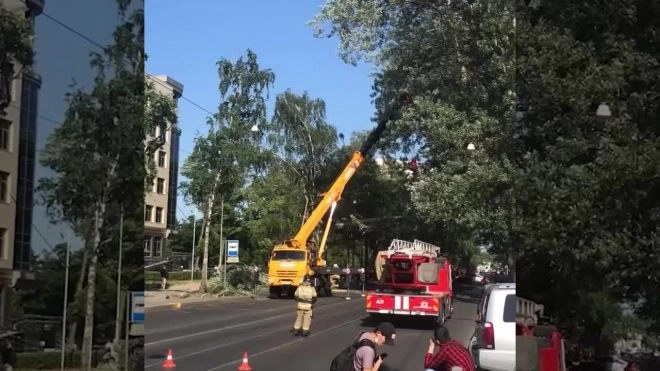 Упавшее дерево на Савушкина перегородило дорогу 