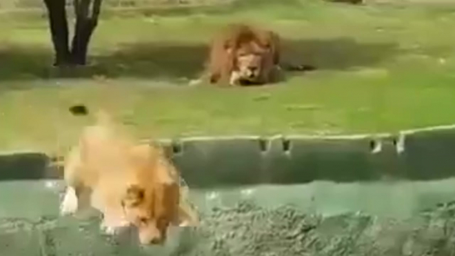 Видео: львица в сафари-парке потерпела фиаско, свалившись в овраг
