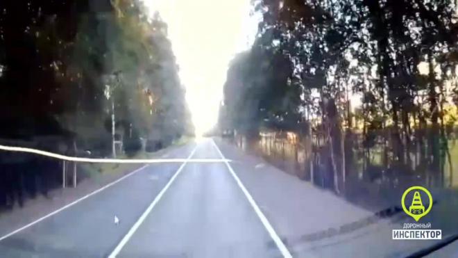 Водитель "Ford” погиб по столкновении с деревом во Всеволожском районе