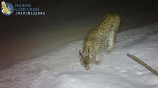 Енотовидная собака и рысь попали на видео в Нижне-Свирском заповеднике