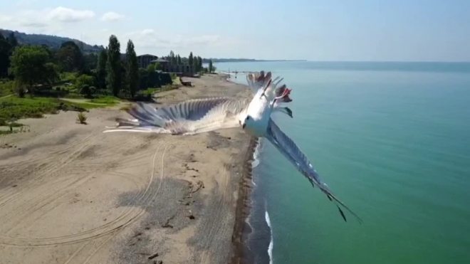 Уникальное видео из Сочи: увернувшаяся от дрона чайка стала звездой соцсетей