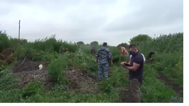 Видео: В Подмосковье полиция уничтожила более 2,5 тонн дикорастущей конопли 