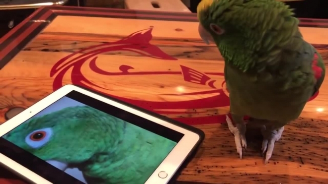  Забавное видео: попугай спел дуэтом с собой