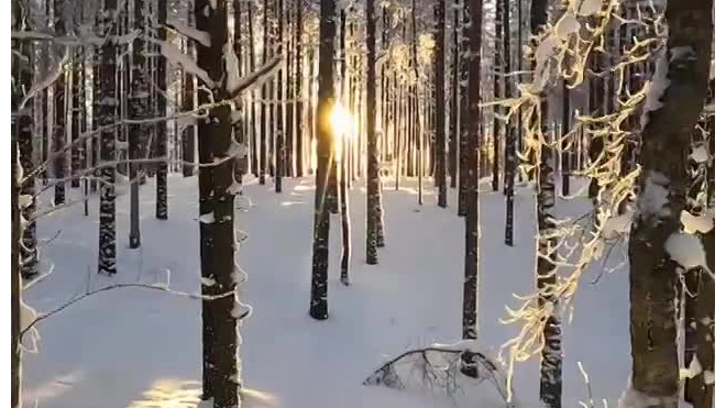 Дрозденко показал заснеженный лес заказника "Гряда Вярямянселькя"