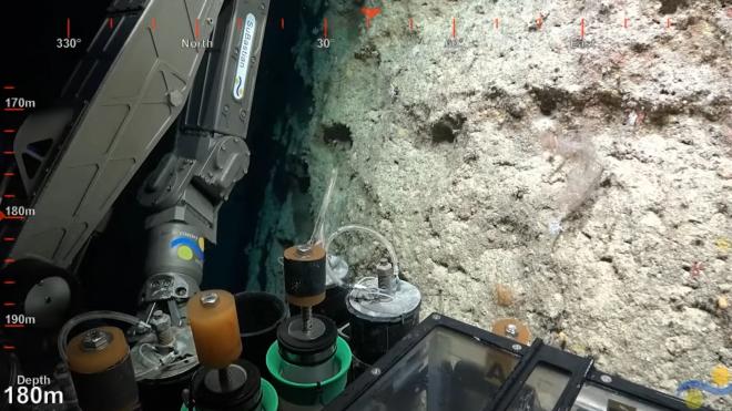 Австралийские ученые открыли новый коралловый риф высотой 500 метров