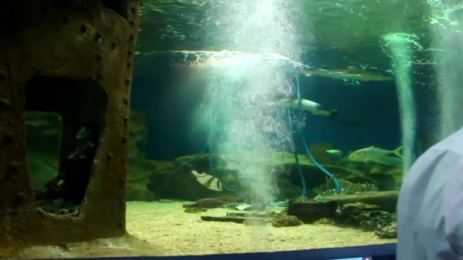 В Петербурге появится океанариум с крокодилами на проспекте Славы