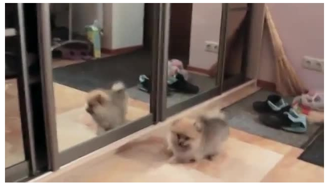 щенок и зеркало