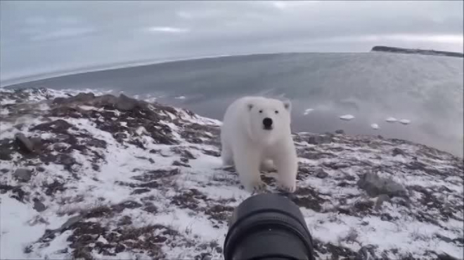 Видео из Чукотки: Бесстрашный фотограф гоняет белого медведя