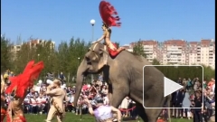В парке 300-летия Петербурга гуляет слон