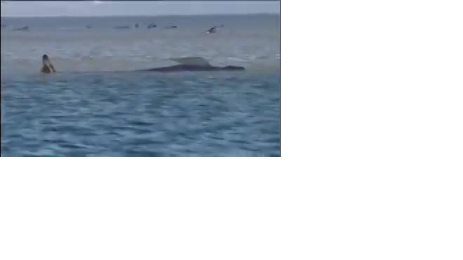 В Австралии на берег выбросились около 300 дельфинов - гринд 