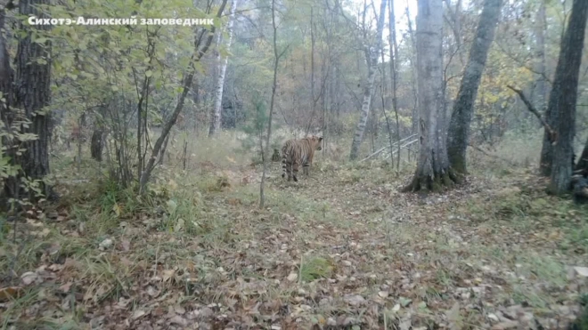 "Диалог" тигра и оленей в Приморье попал на видео