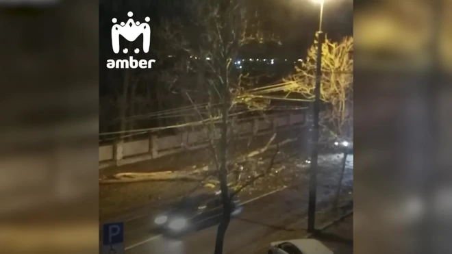 В Калининграде в результате шторма повалило 20 деревьев 