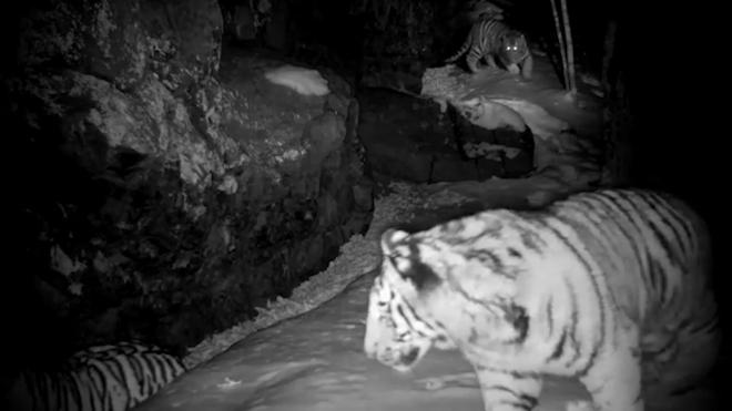 Тигрята в приморском нацпарке проверили фотоловушку на прочность