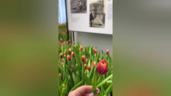 Тюльпаны расцвели на Думской башне в первый день весны