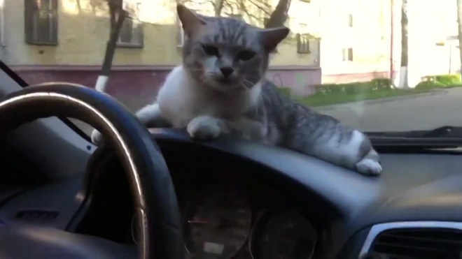 Забавное видео из Брянска: водитель посадил кота за руль