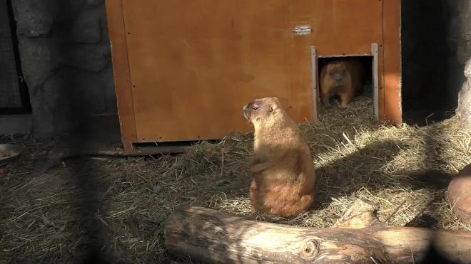 В Ленинградском зоопарке после зимней спячки проснулись сурки