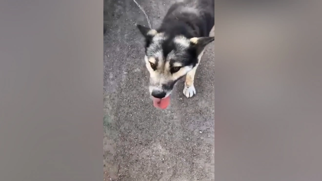 Житель Башкирии привязал собаку к бамперу и волок ее по дороге