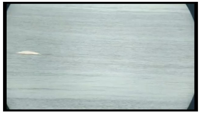 В реку Темзу заплыл арктический кит-белуха