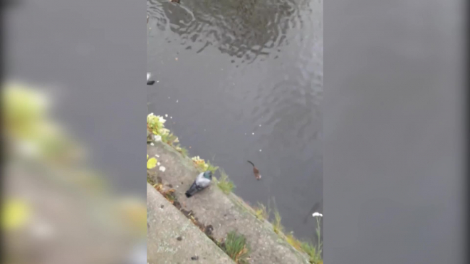 В Кронштадте сняли как ондатра поедает хлеб в водоеме с утками